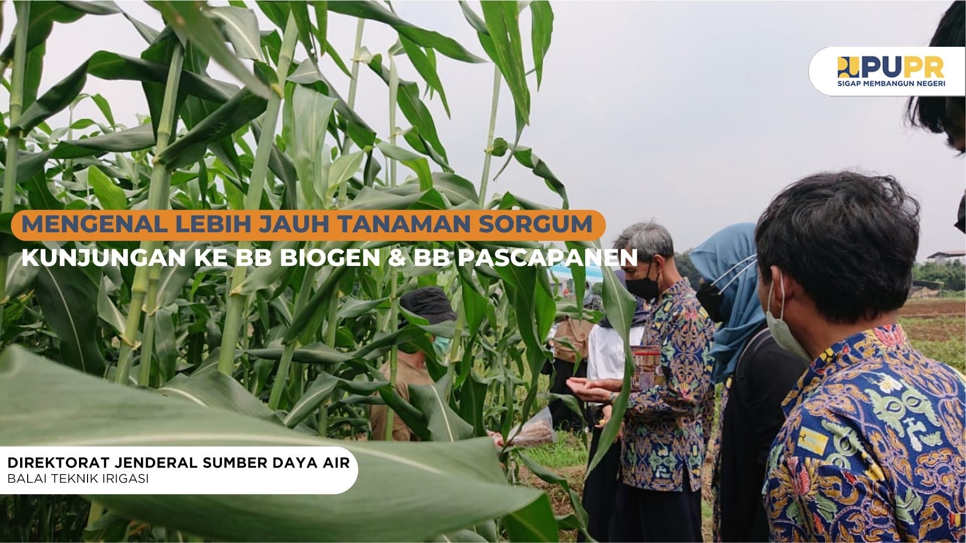 Mengenal Lebih Jauh Tanaman Sorgum