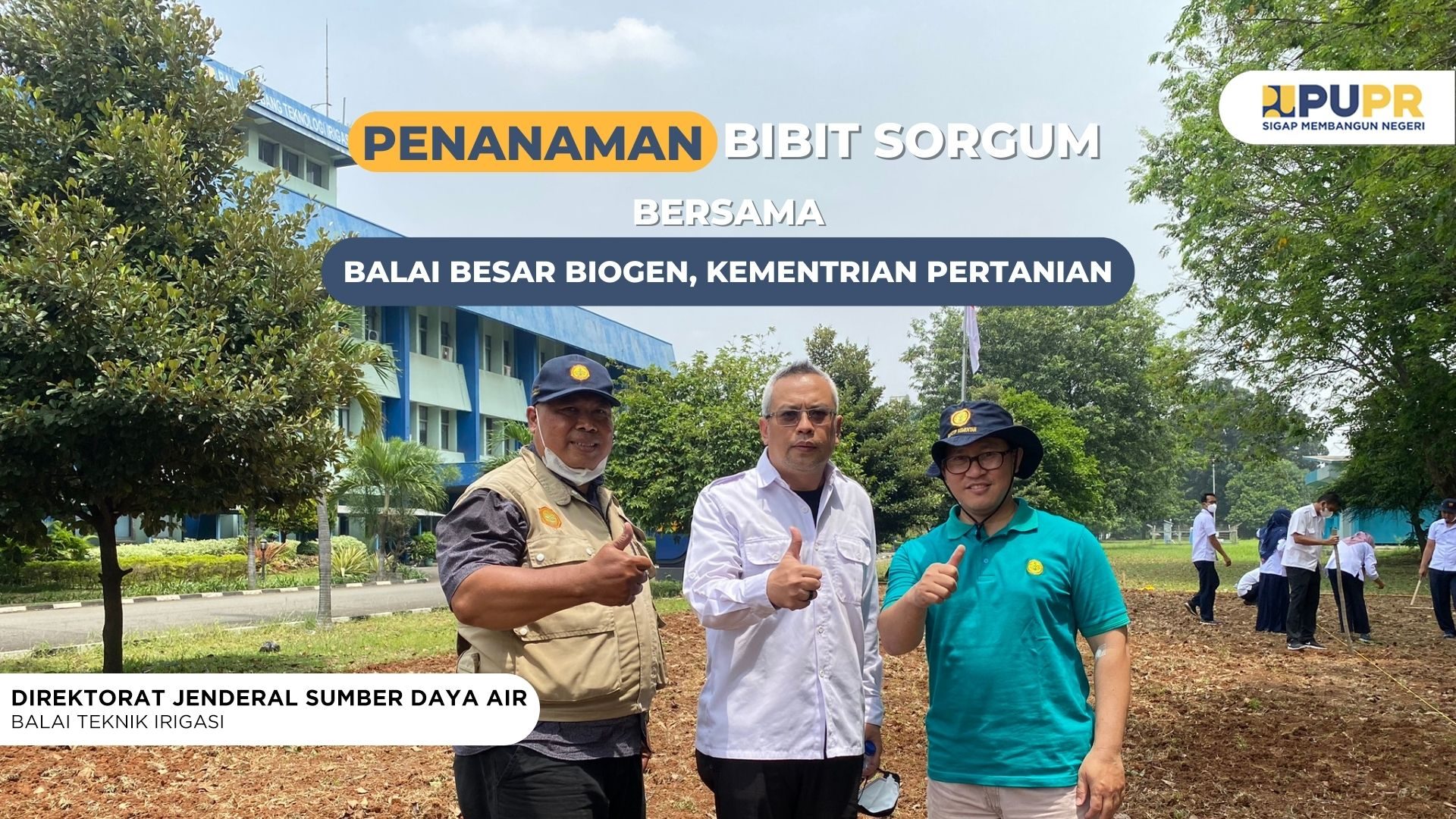 PENANAMAN BIBIT SORGUM